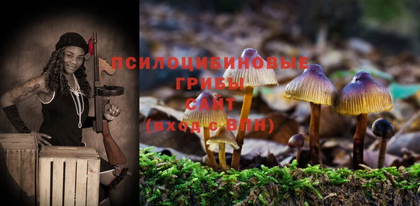хмурый Аркадак